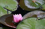 [Waterlily in bloom on a summer's day in August.]
