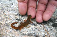 [An orange spotted salamander is a tiny citizen of Oakland House.]