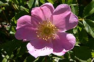 [Delicately scented rugosa rose.]